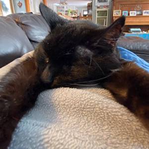 Kaikoura - black cat sleeping on arm of chair